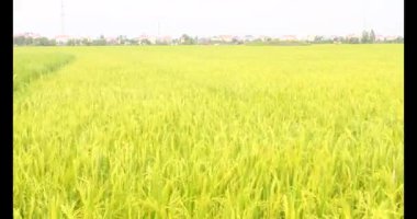 Sabah pirinç tarlası