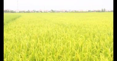 Sabah pirinç tarlası