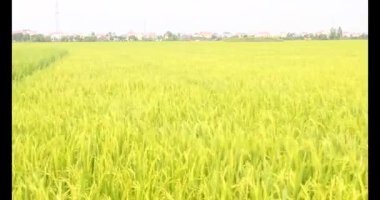 Sabah pirinç tarlası