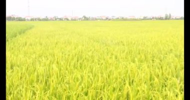 Sabah pirinç tarlası