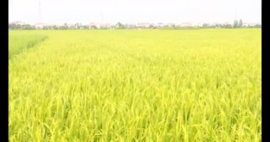 Sabah pirinç tarlası