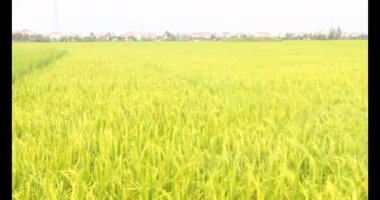 Sabah pirinç tarlası