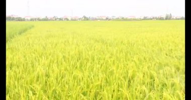 Sabah pirinç tarlası