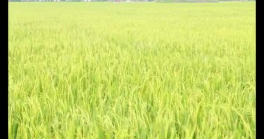 Sabah pirinç tarlası