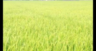 Sabah pirinç tarlası