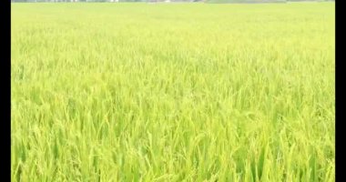 Sabah pirinç tarlası