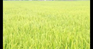 Sabah pirinç tarlası