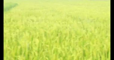 Sabah pirinç tarlası