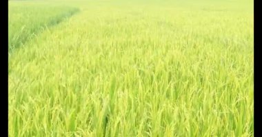 Sabah pirinç tarlası