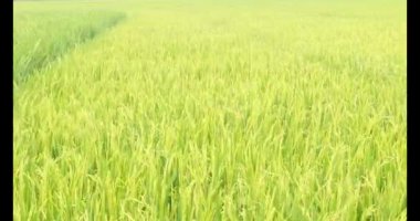 Sabah pirinç tarlası