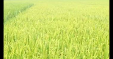 Sabah pirinç tarlası