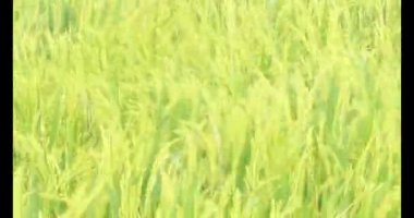 Sabah pirinç tarlası