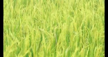 Sabah pirinç tarlası