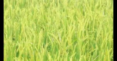 Sabah pirinç tarlası