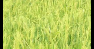 Sabah pirinç tarlası