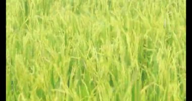 Sabah pirinç tarlası