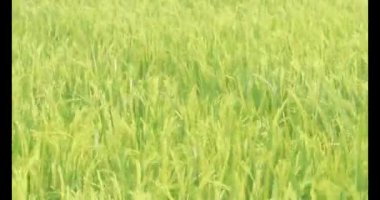 Sabah pirinç tarlası