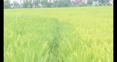 Sabah pirinç tarlası