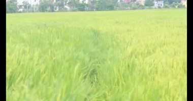 Sabah pirinç tarlası