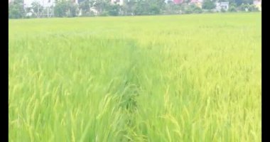 Sabah pirinç tarlası