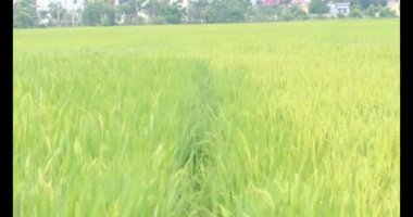 Sabah pirinç tarlası