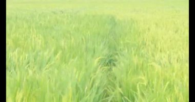 Sabah pirinç tarlası