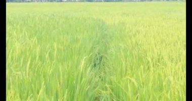 Sabah pirinç tarlası