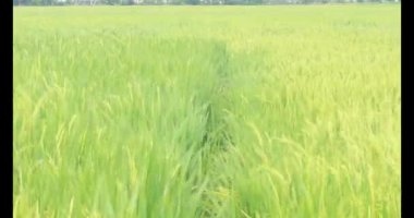 Sabah pirinç tarlası