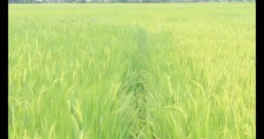 Sabah pirinç tarlası