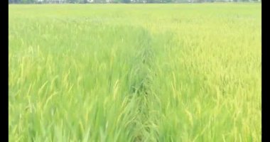 Sabah pirinç tarlası