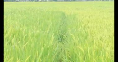 Sabah pirinç tarlası