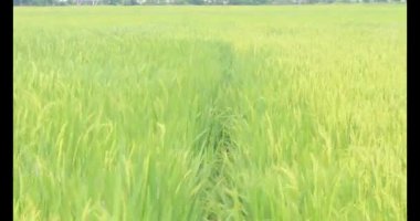 Sabah pirinç tarlası