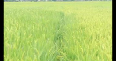 Sabah pirinç tarlası