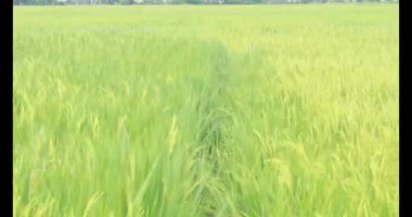 Sabah pirinç tarlası