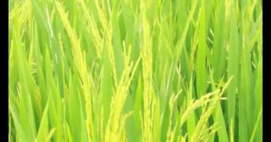 Sabah pirinç tarlası