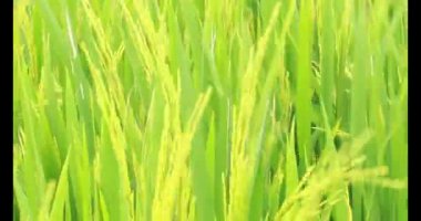 Sabah pirinç tarlası