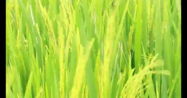 Sabah pirinç tarlası