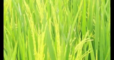 Sabah pirinç tarlası