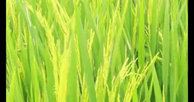 Sabah pirinç tarlası