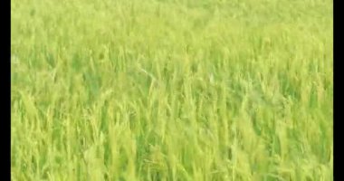 Sabah pirinç tarlası