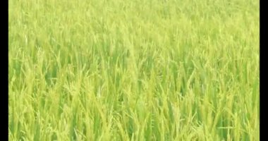 Sabah pirinç tarlası