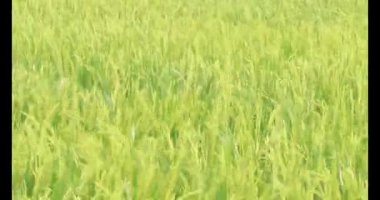 Sabah pirinç tarlası