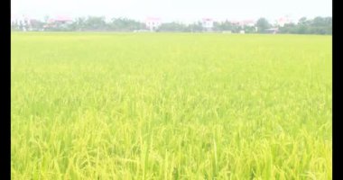 Sabah pirinç tarlası