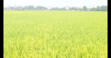 Sabah pirinç tarlası