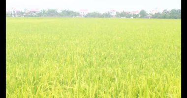 Sabah pirinç tarlası