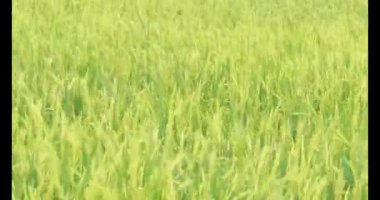 Sabah pirinç tarlası