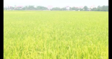 Sabah pirinç tarlası