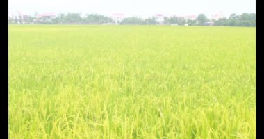 Sabah pirinç tarlası