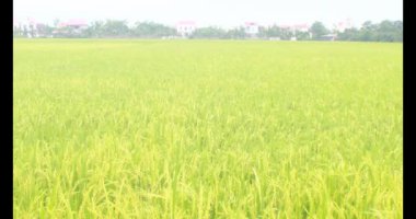 Sabah pirinç tarlası