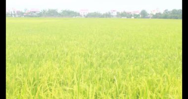 Sabah pirinç tarlası